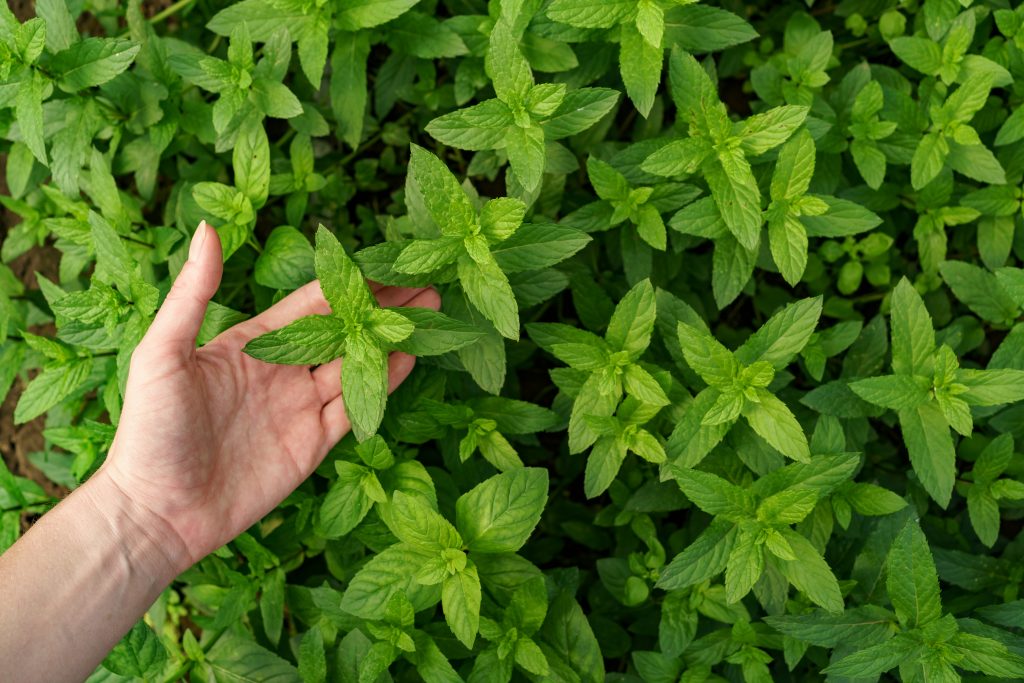 nettle root and hair loss